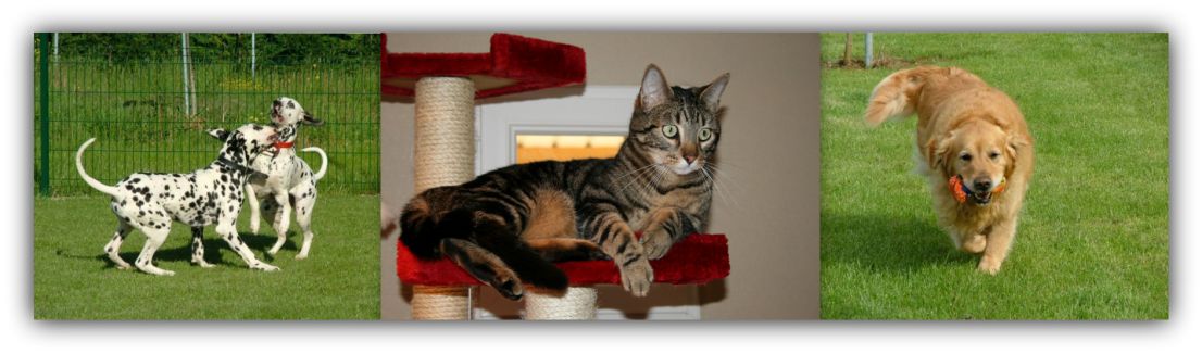 pension canine saint savin