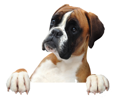 pension canine saint savin