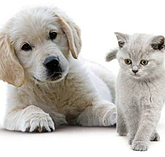 pension chat 34