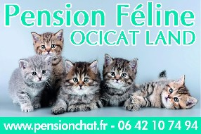 pension chat 42