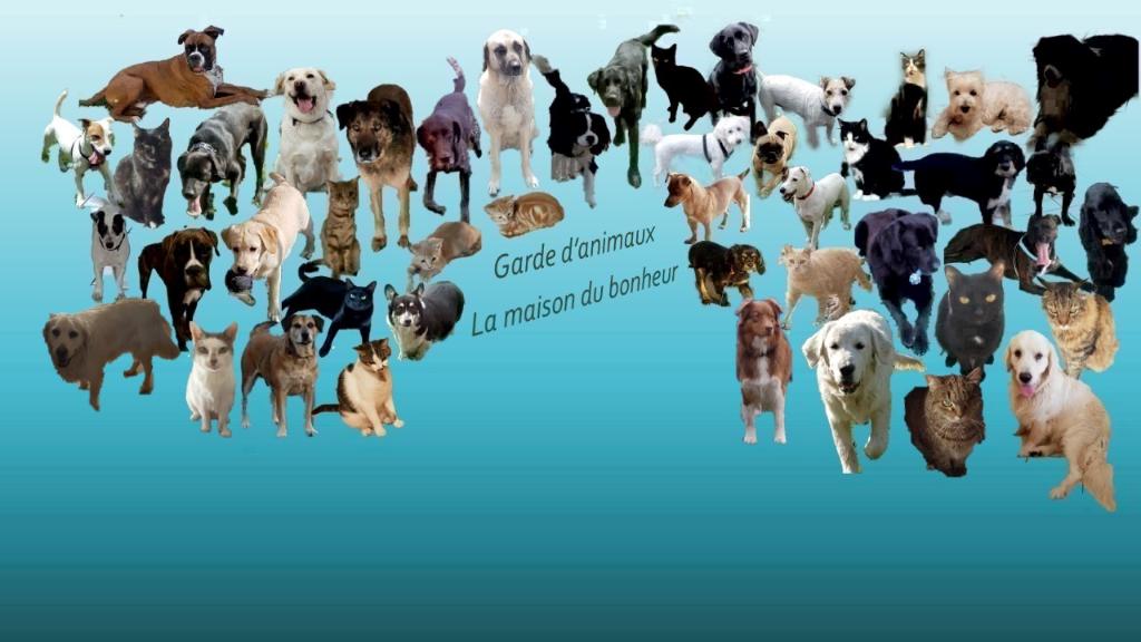 pension chat chalon sur saone