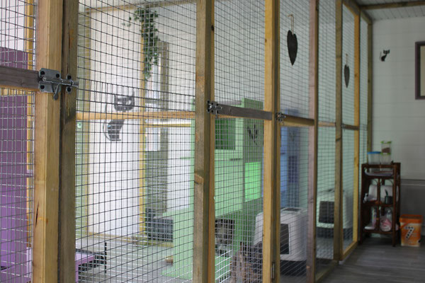 pension chat fourquevaux