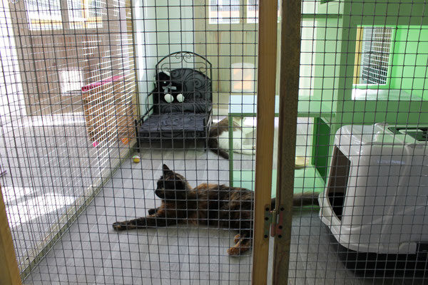 pension chat fourquevaux