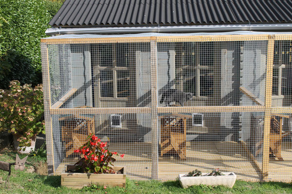 pension chat fourquevaux