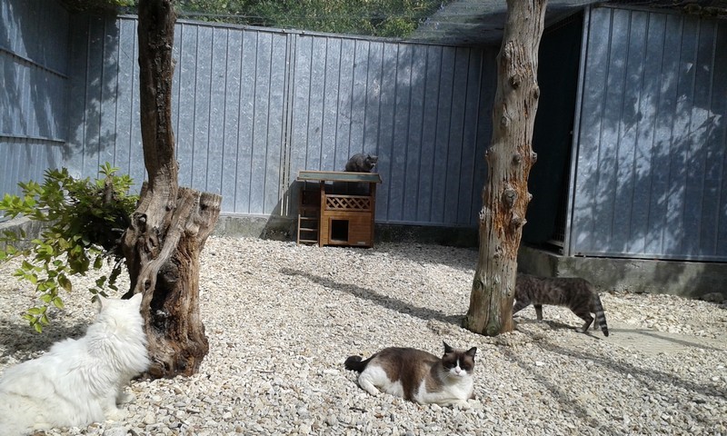 pension chat jonzac