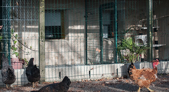 pension chat jonzac