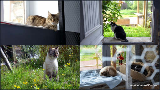 pension chat lorient