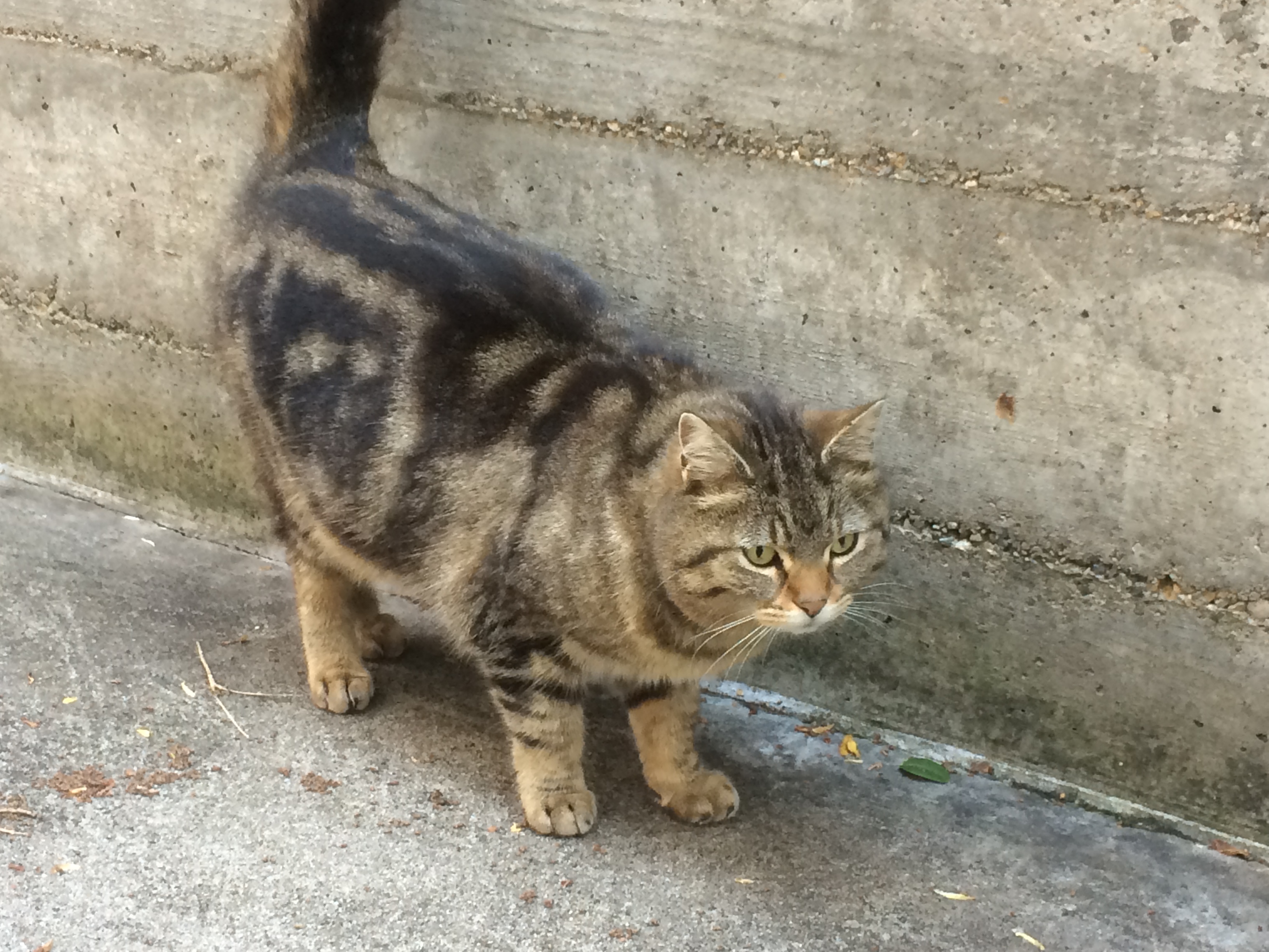 pension chat neuchatel