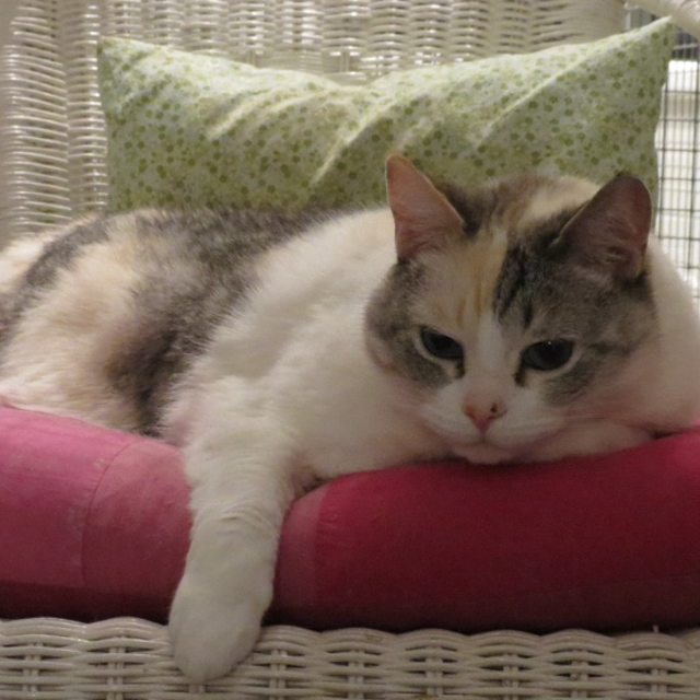 pension chat neuchatel
