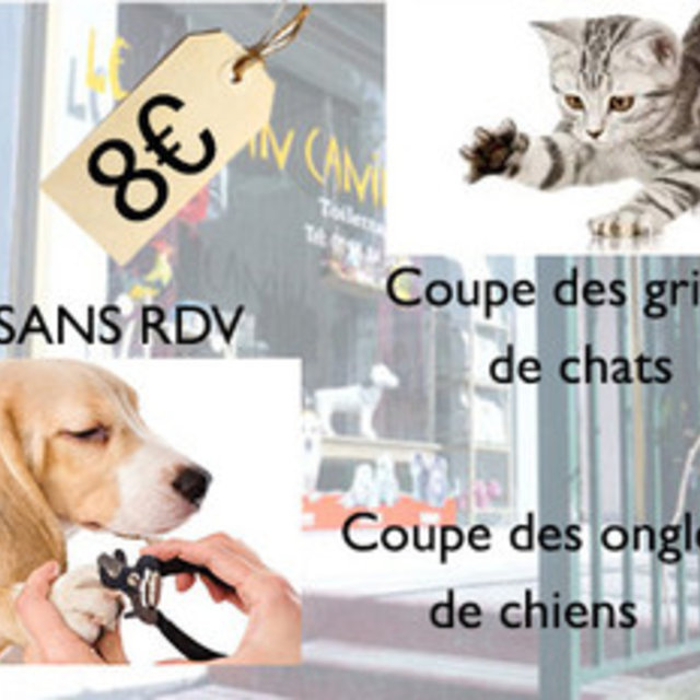 pension chat noisy le grand