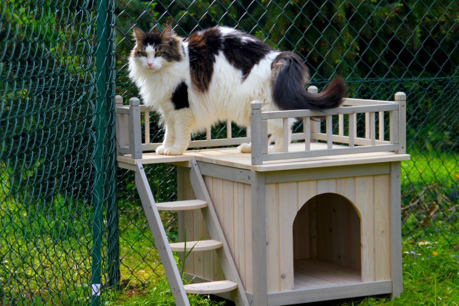pension chat noisy le grand