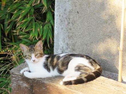 pension chat noisy le grand
