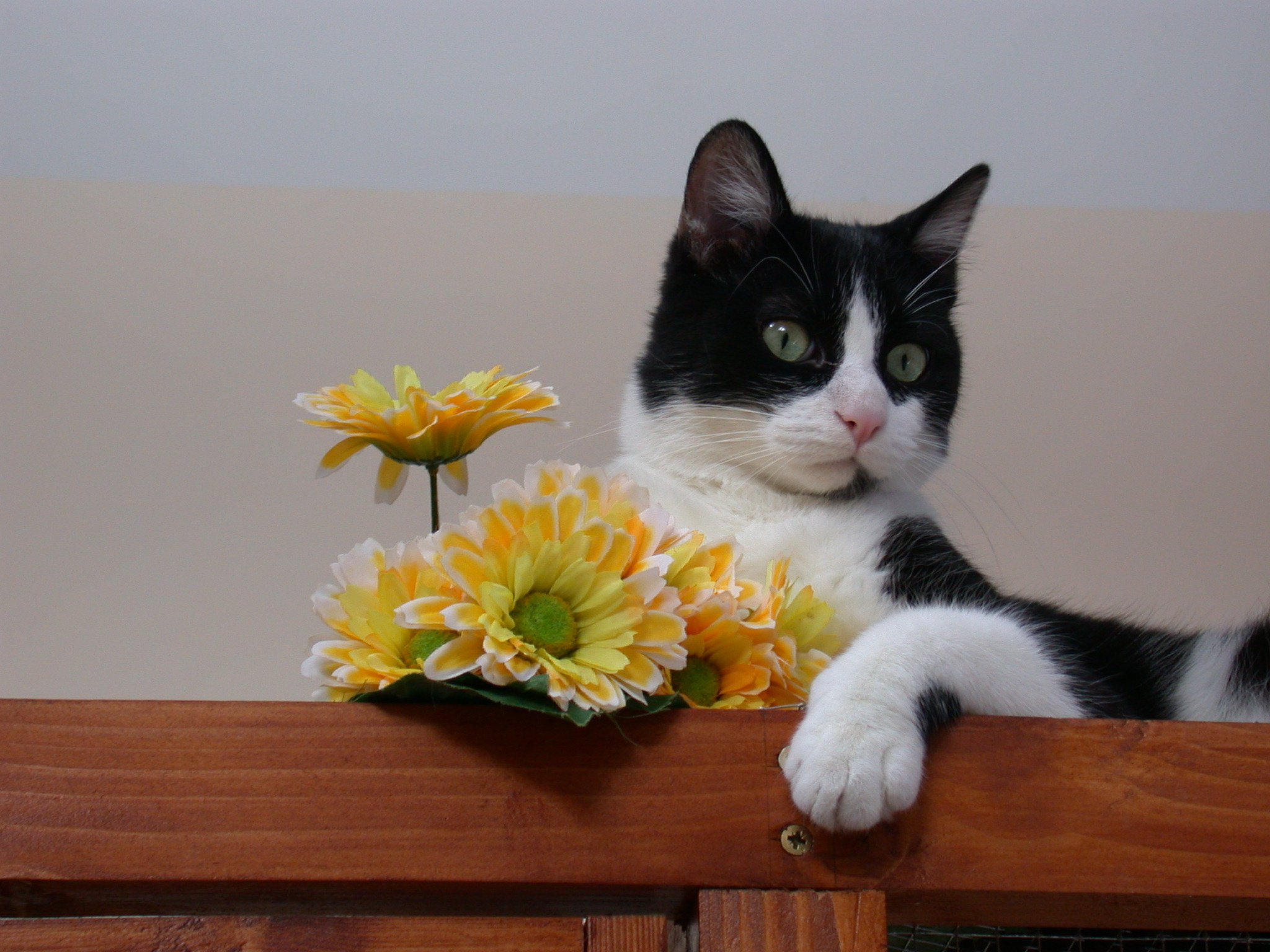 pension chat orgerus