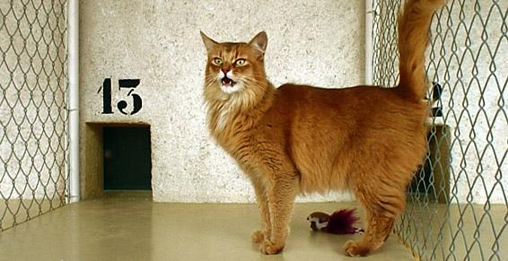 pension chat orgerus