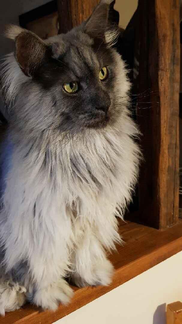 pension chat orgerus