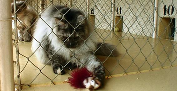 pension chat orgerus