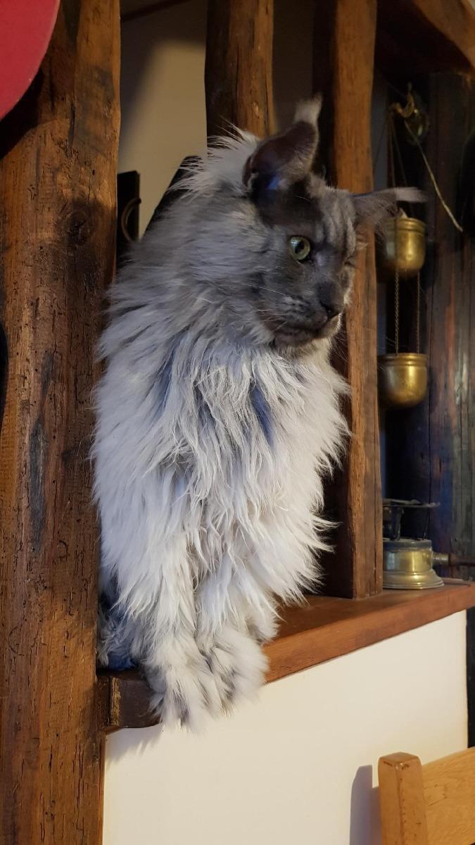 pension chat orgerus