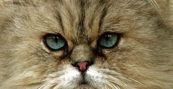 pension chat orgerus