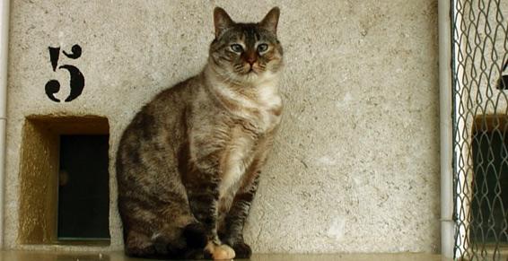 pension chat orgerus