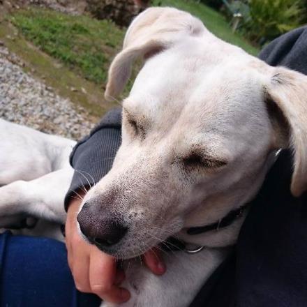 pension chat quiberon