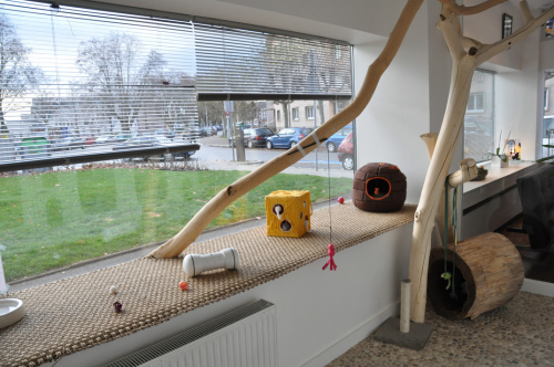 pension chat strasbourg