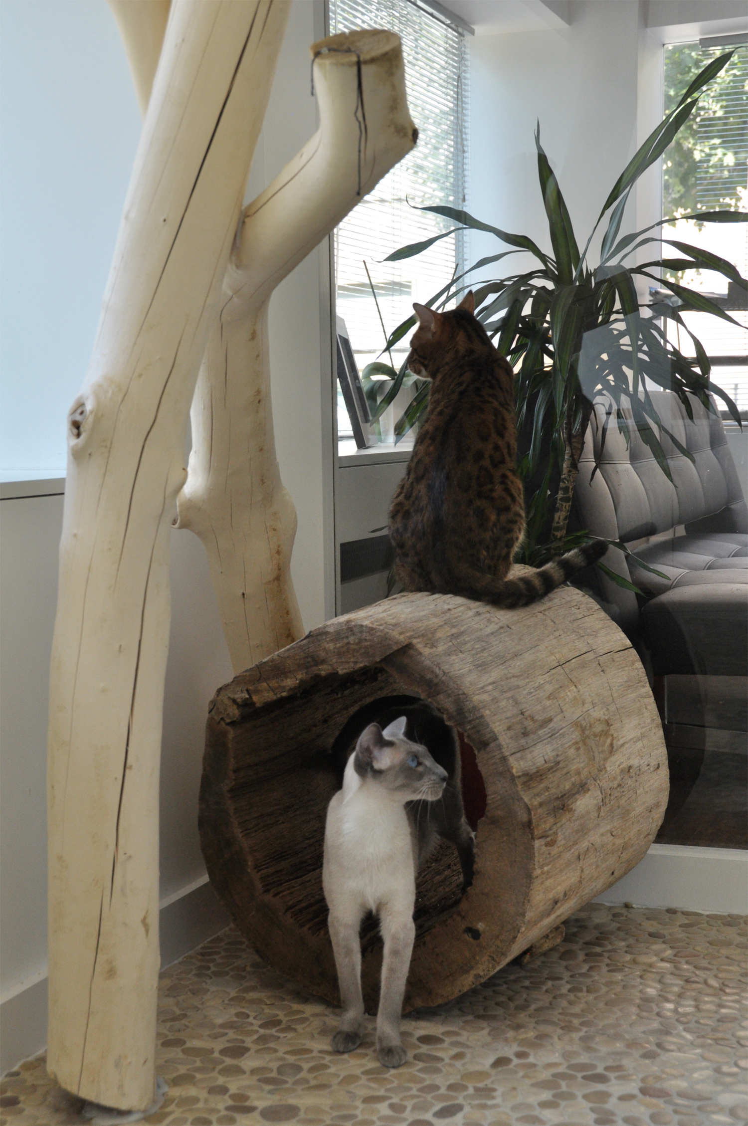 pension chat strasbourg