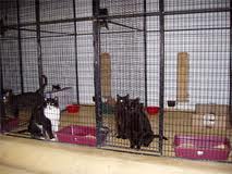 pension chat strasbourg