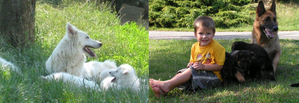 pension chat strasbourg