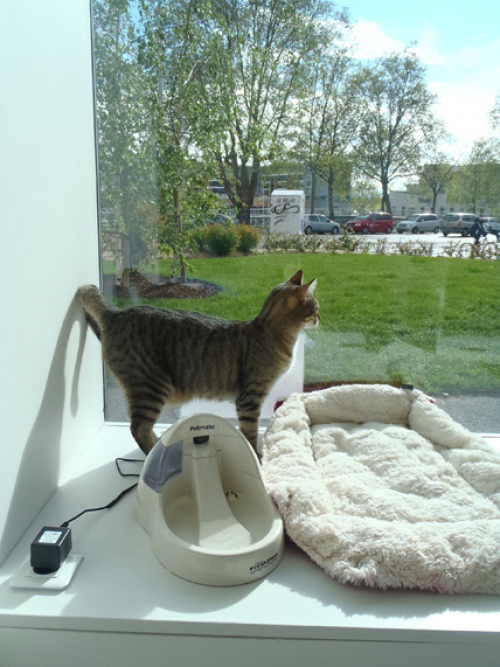 pension chat strasbourg