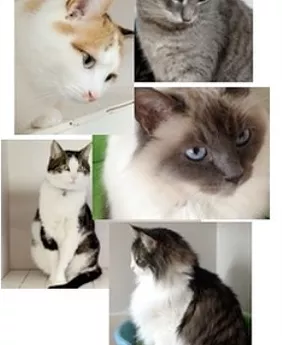 pension chat strasbourg