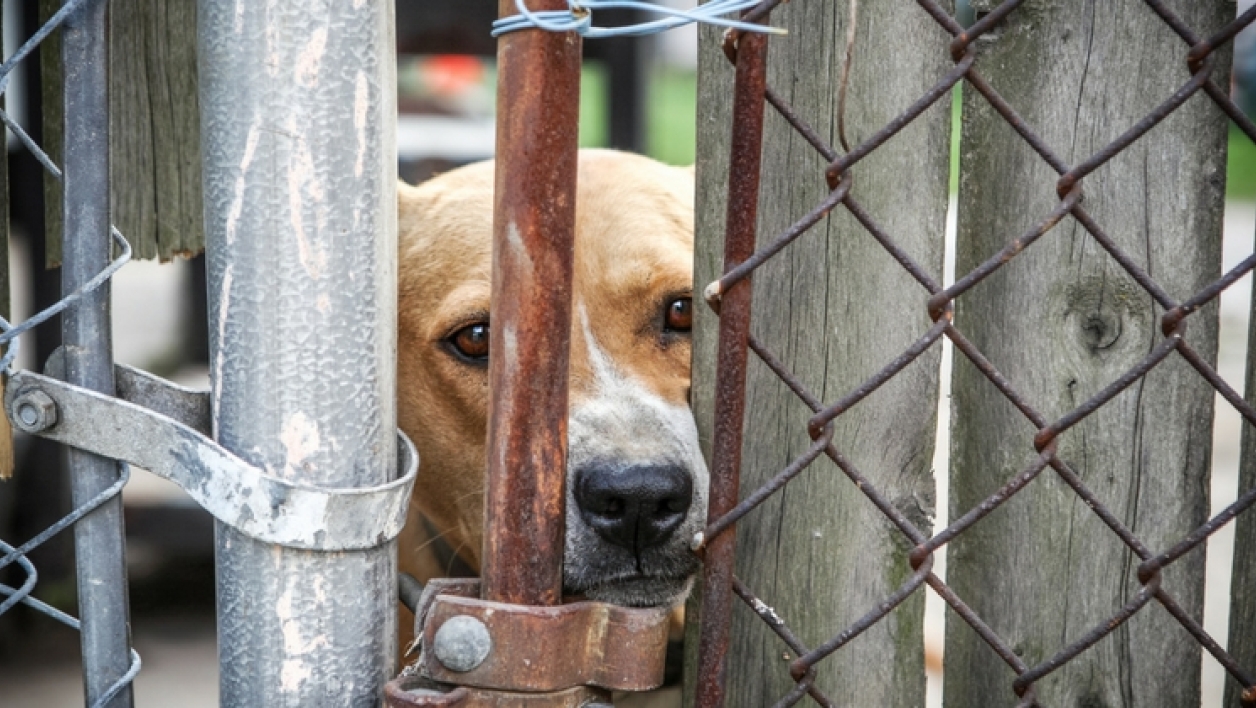pension chat yvelines