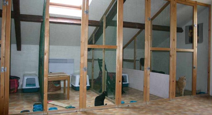 pension chat yvelines