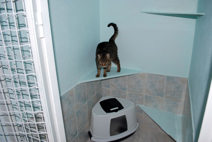 pension chat yvelines