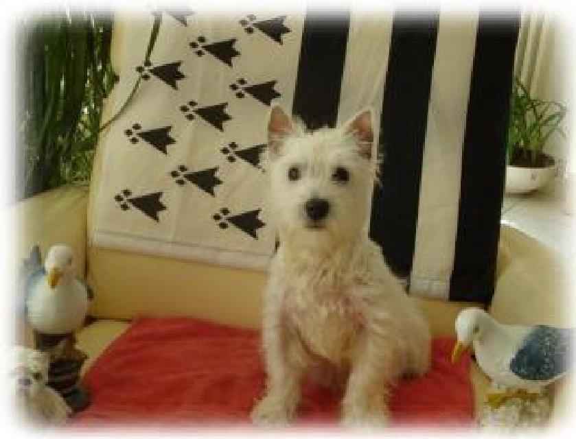pension chien 22400
