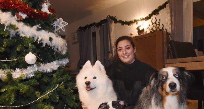 pension chien 28