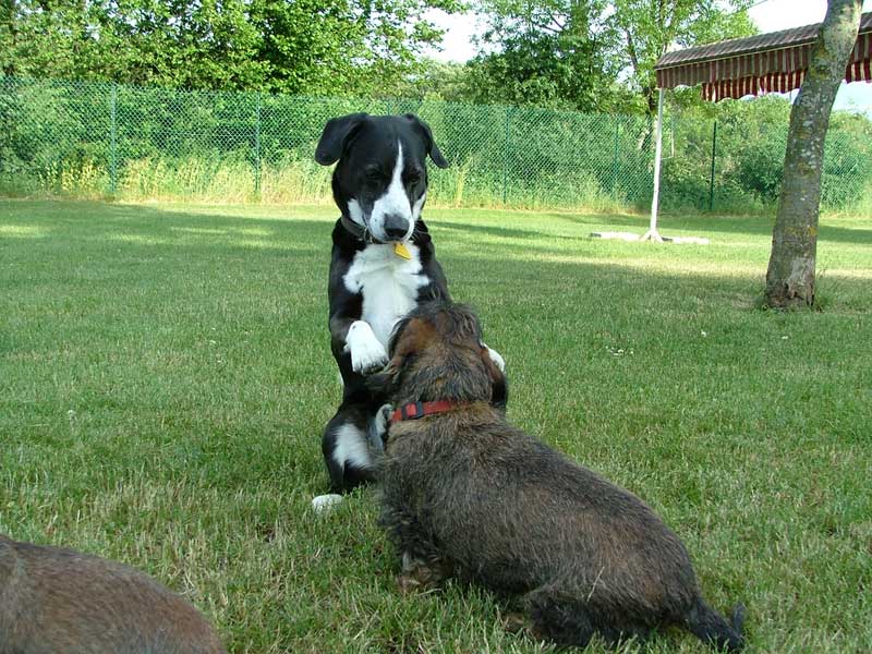 pension chien 28