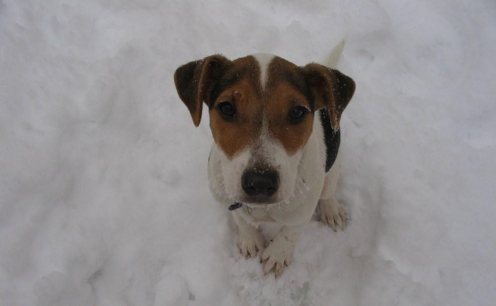 pension chien 39