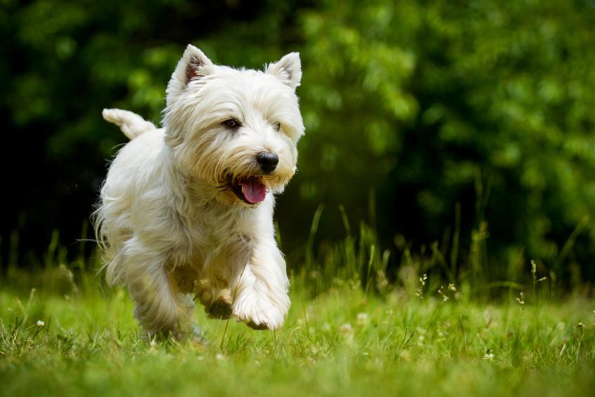 pension chien 39