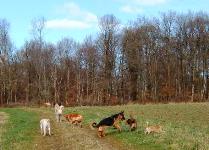 pension chien 39
