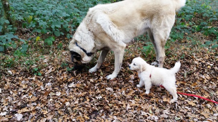 pension chien 39