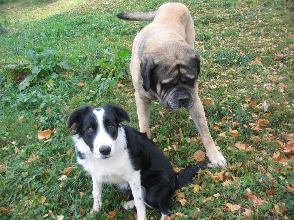 pension chien 39