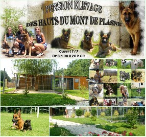 pension chien 47300
