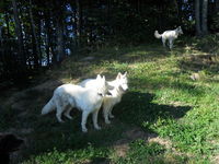 pension chien 74200