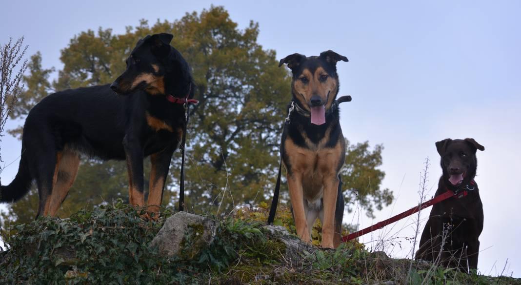 pension chien 74200