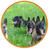 pension chien 74200