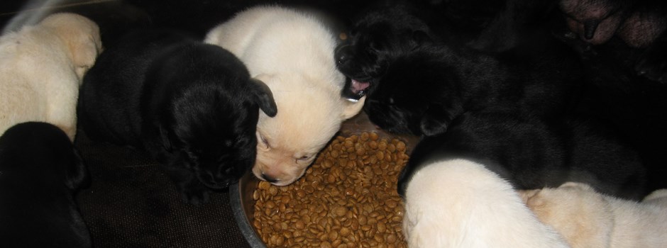 pension chien 74200