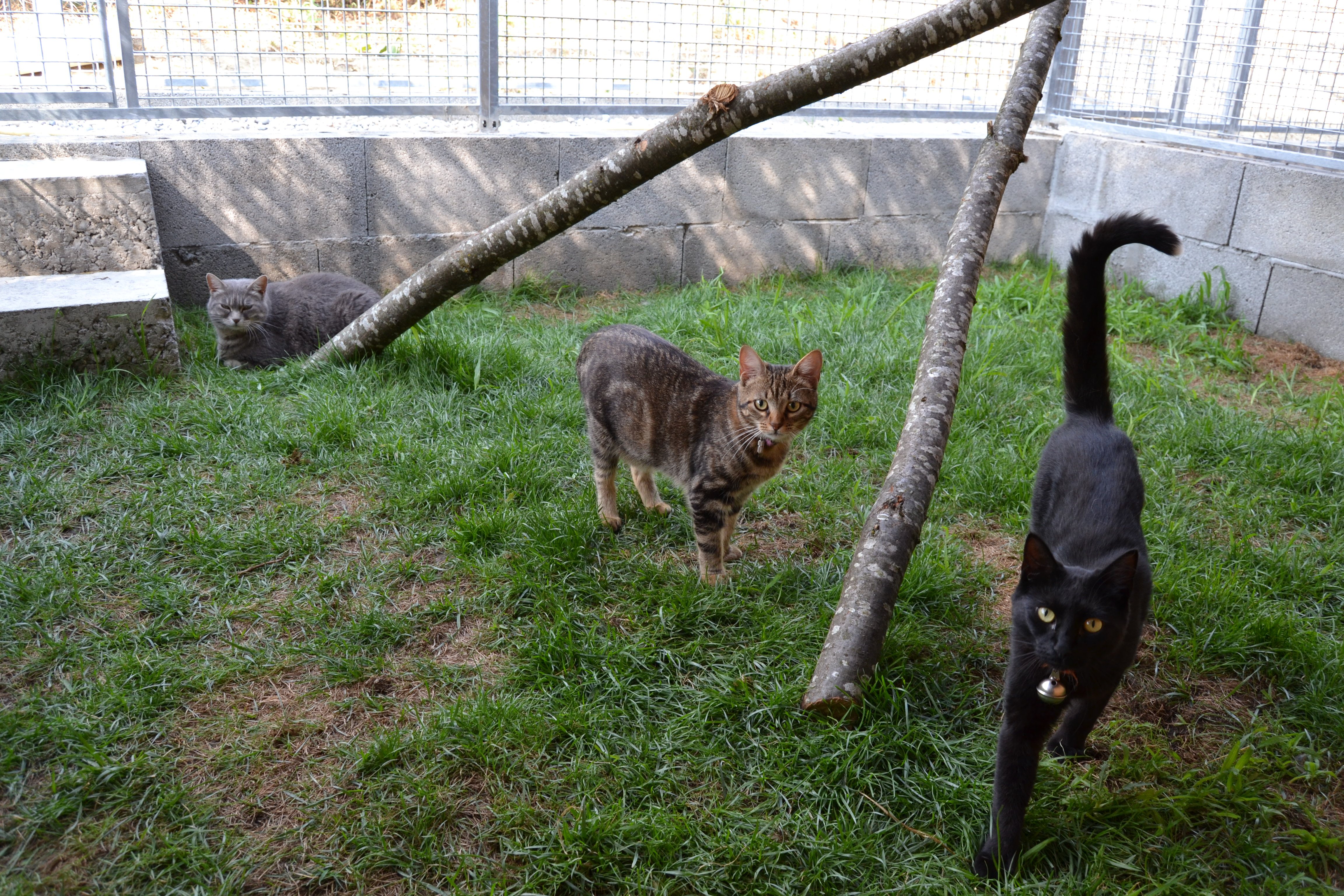 pension chien 74200