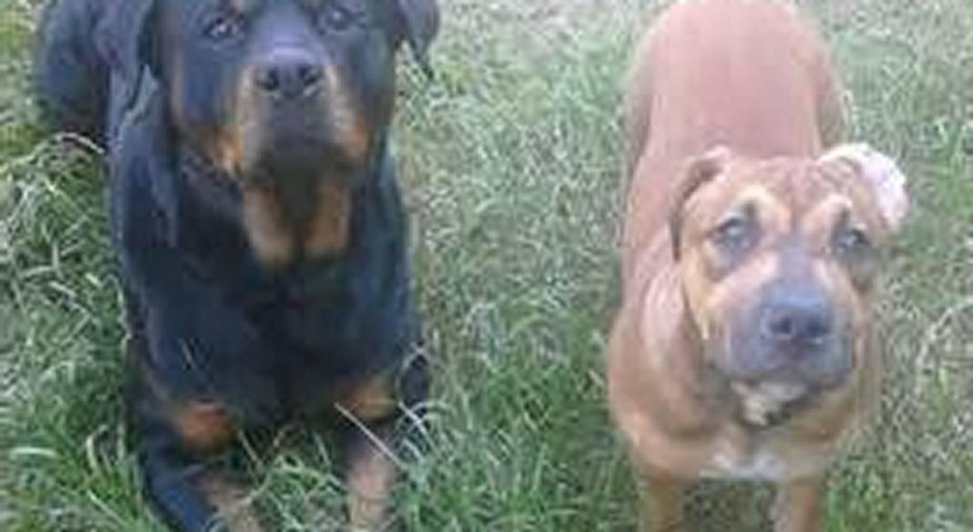 pension chien 76000