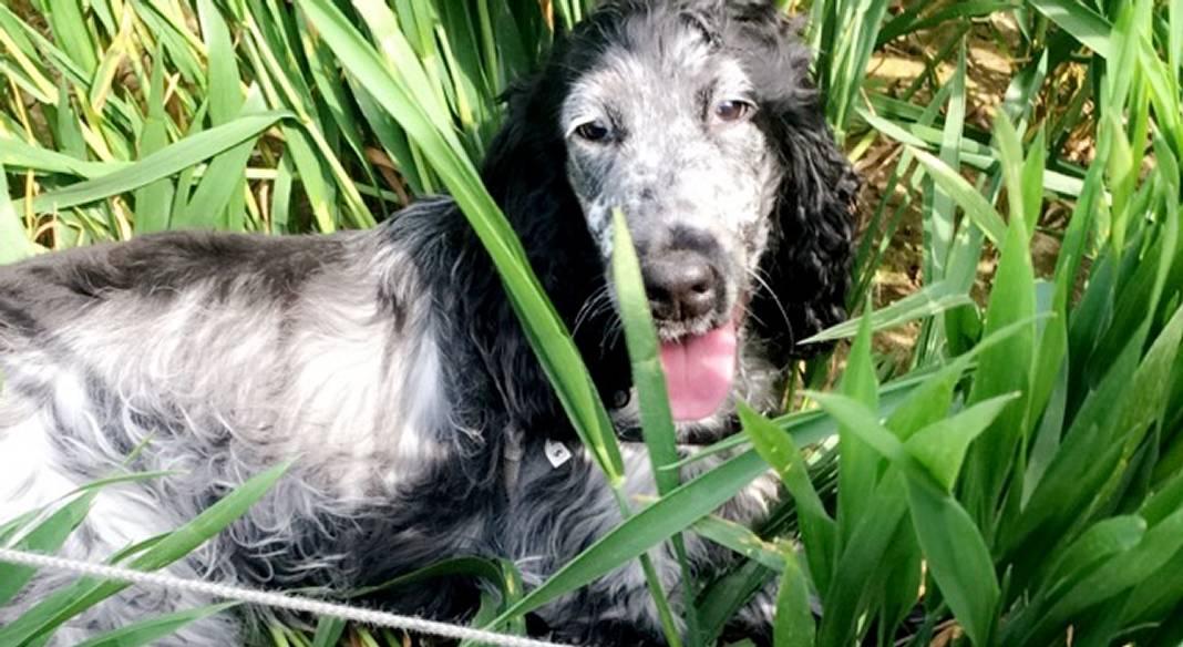 pension chien 76000