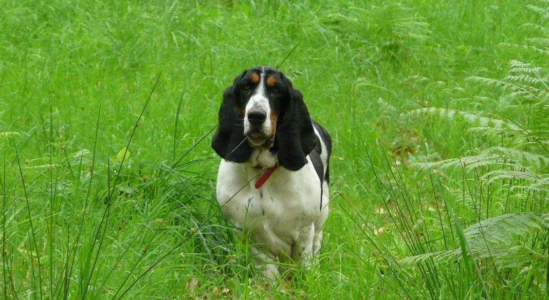 pension chien 76000